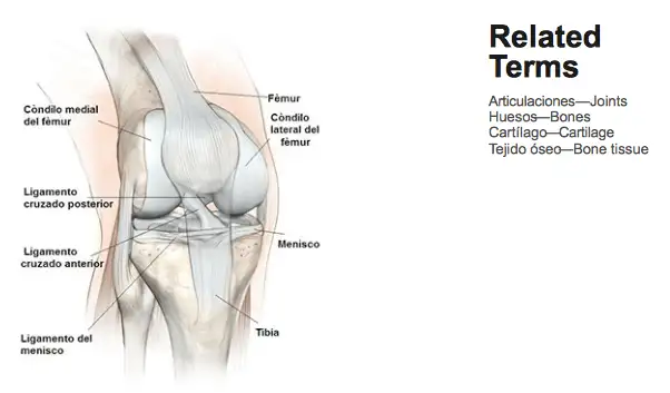 epidermis layers and components