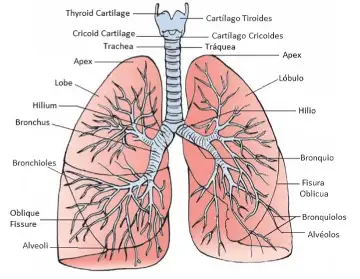 normal skin versus cellulite