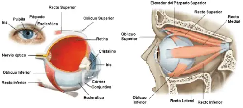 anatomy of the eye