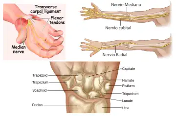 anatomy of the wrist