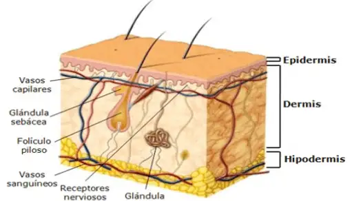 epidermis layers and components