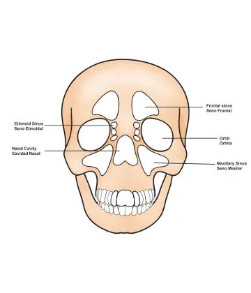 nasal cavity and sinus locations