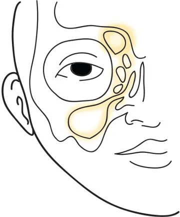 sinuses around the eye