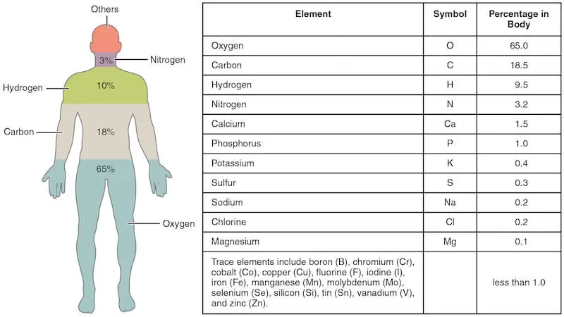 Image-1-Elements-of-the-Human-Body.webp