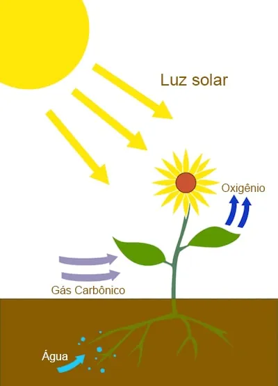 Image-2-Photosynthesis.webp