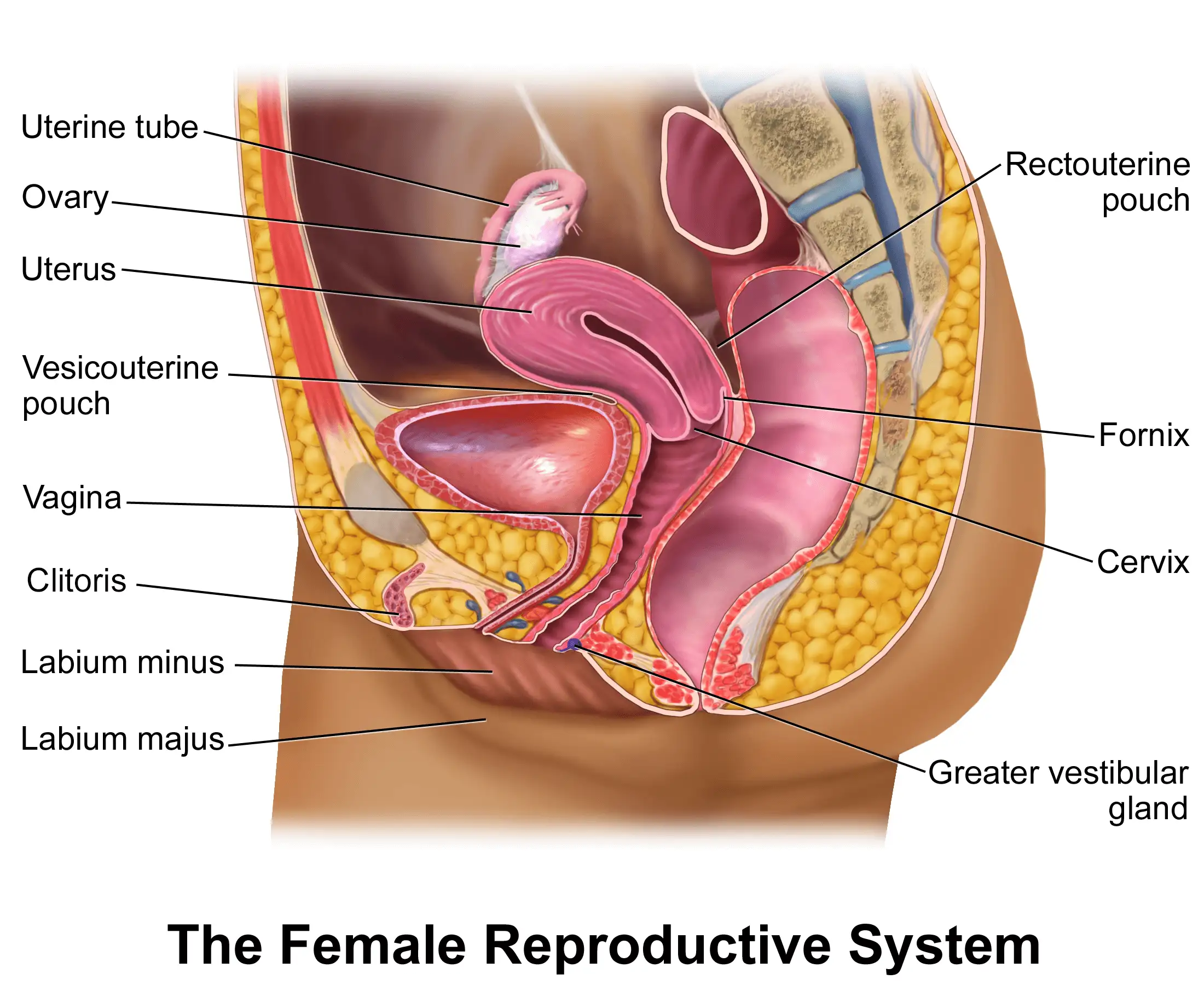 male reproductive anatomy