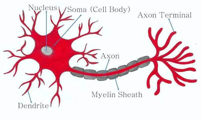 Figure 1 typical neuron structure
