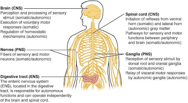 Figure 11 somatic autonomic enteric structures