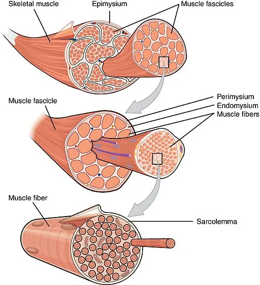 Figure 4 Bundles of Fascicles