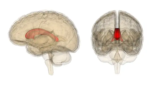 Figure 4 Corpus callosum
