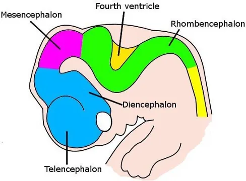 Figure 5 six week embryo brain