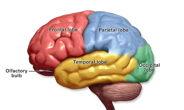 Figure 6 Brain lobes