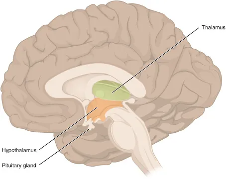 Figure 7 diencephalon