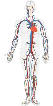 Circulatory System