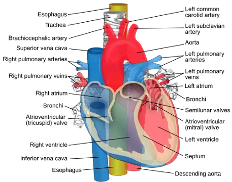 Components of the Heart