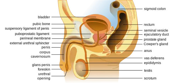 male reproductive anatomy