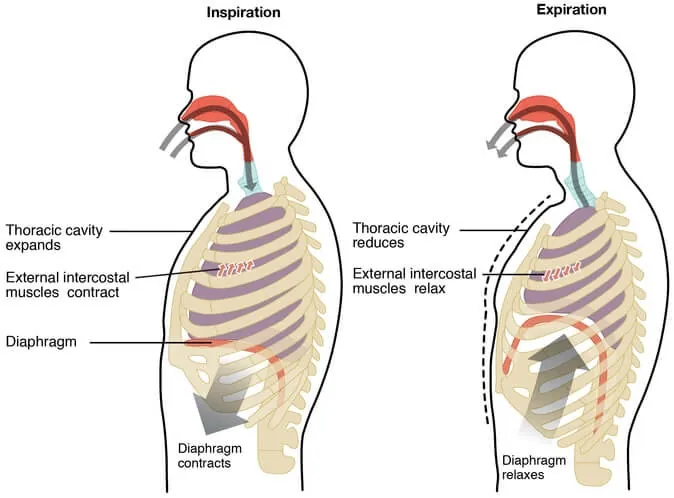 breathing into thoracic and abdominal cavities