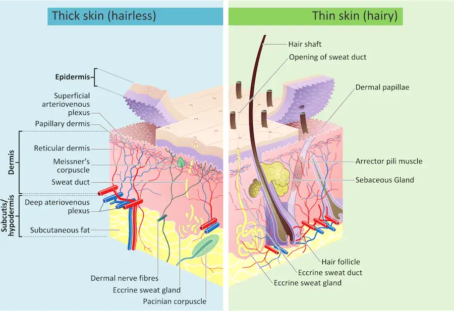 layers of the skin