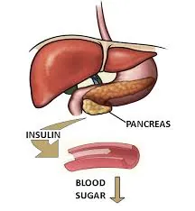 Pancreas
