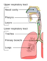 parts of the respiratory system