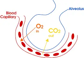 gas exchange trachea and bronchi