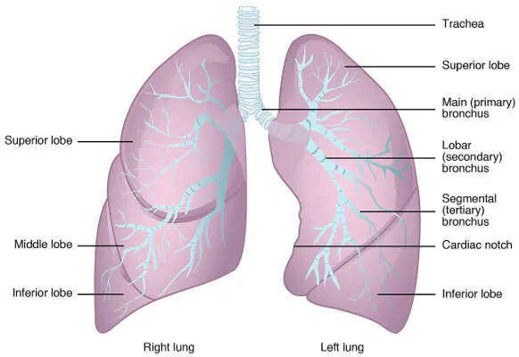Anatomy of the lungs