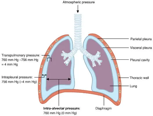 intrapulmonary and intrapleural pressures