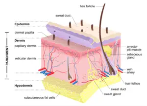 Structure of mammalian skin